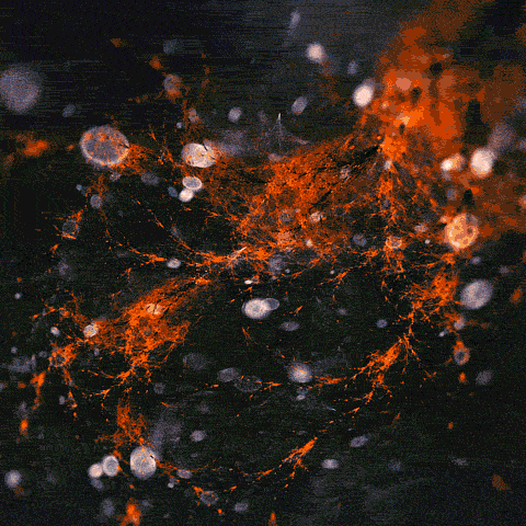 Oxygen